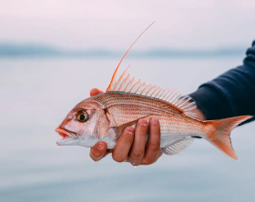 Fresh wild fish and seafood expertise - Sustainable fishing Sea Story